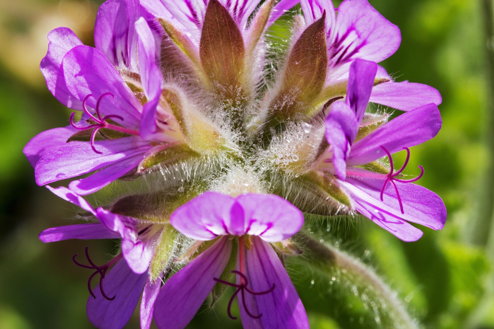 Canon EOS 650D (EOS Rebel T4i / EOS Kiss X6i) + Canon EF 100mm F2.8L Macro IS USM sample photo. Geranium, rose scented, flower photography