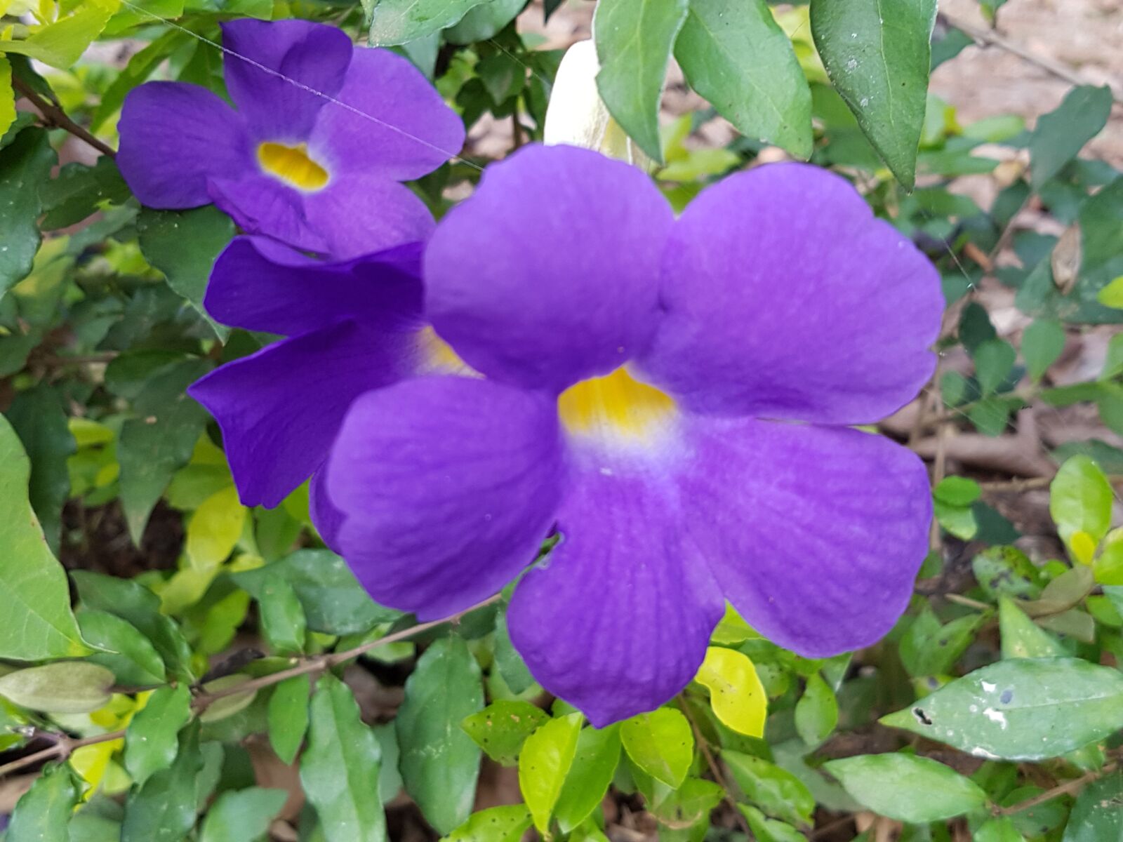 Samsung Galaxy S7 sample photo. Garden, violet, petals photography