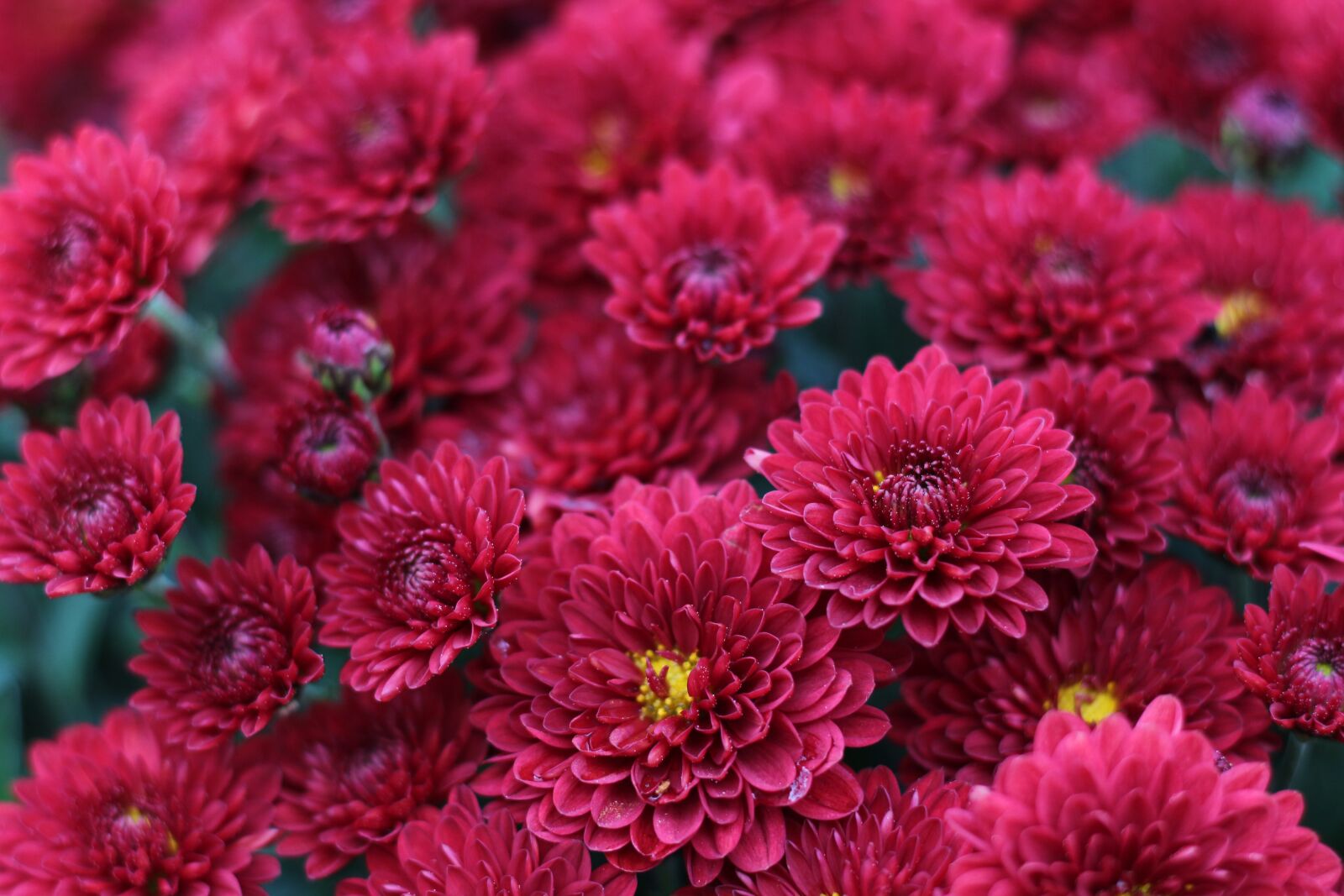Canon EOS 700D (EOS Rebel T5i / EOS Kiss X7i) sample photo. Chrysanthemum, red flowers, red photography