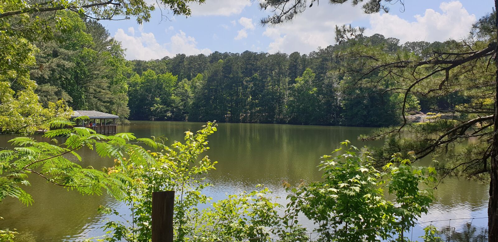 Samsung Galaxy Note9 sample photo. Sky, pine, nature photography