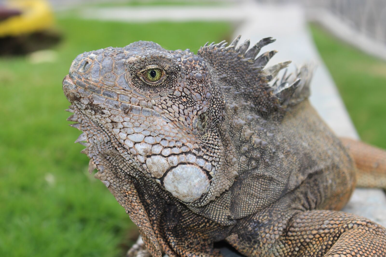 Canon EOS 100D (EOS Rebel SL1 / EOS Kiss X7) sample photo. Iguana, ecuador, galapagos photography
