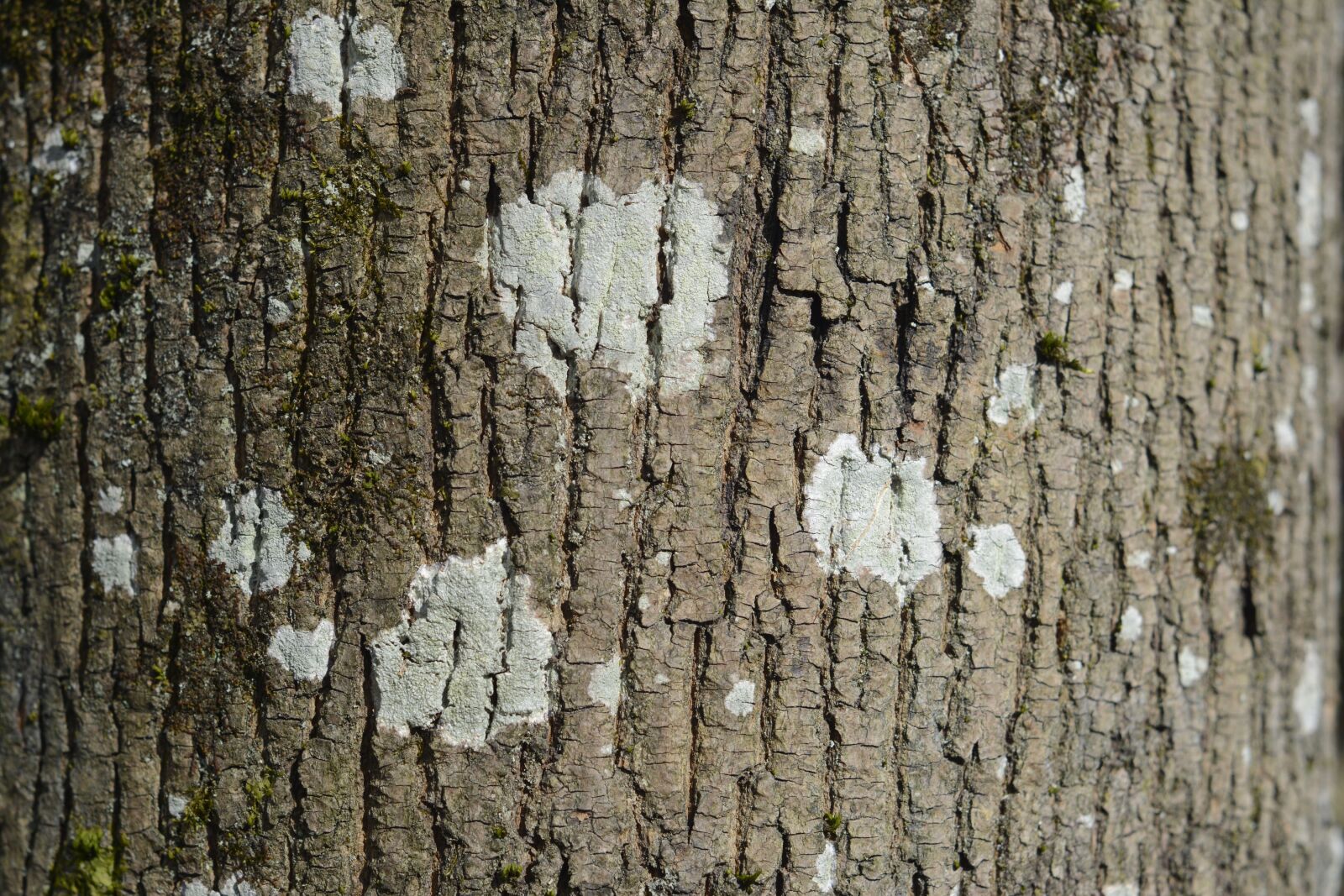 Nikon D5200 sample photo. Bark, trunk, trees photography
