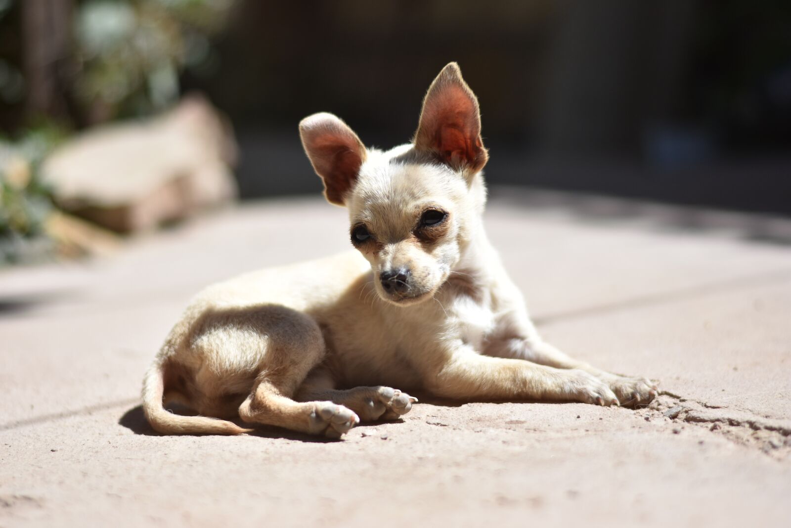 Nikon D7200 sample photo. Miniature, puppy, pincher photography