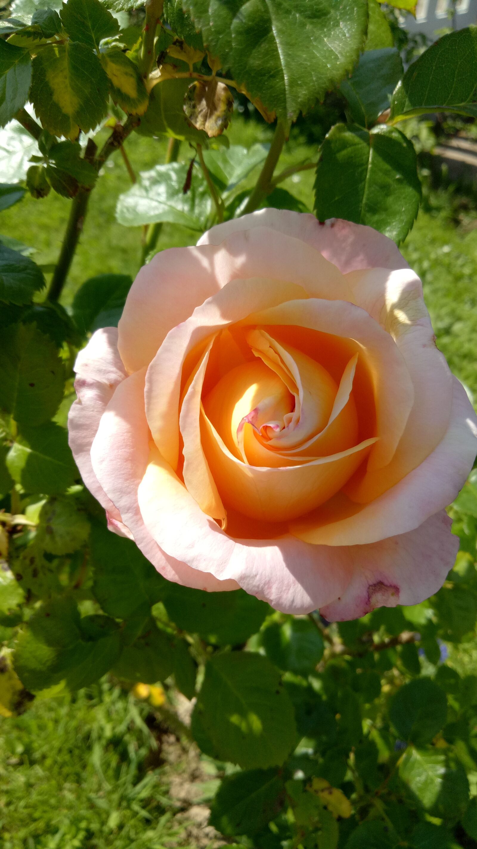 OPPO A1601 sample photo. Rose, flower, indian summer photography