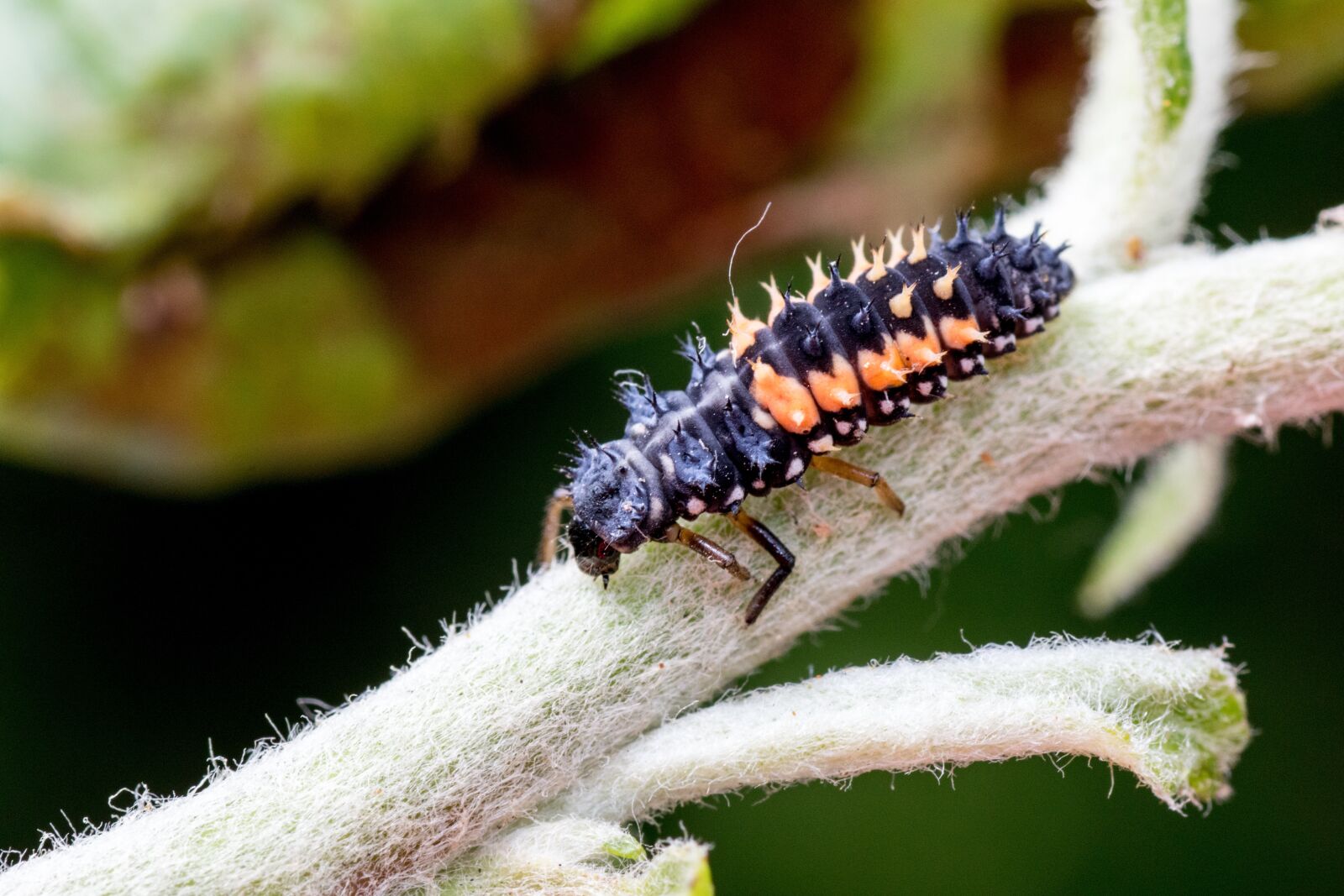 Canon EOS 7D Mark II sample photo. Marienk fer larva, macro photography