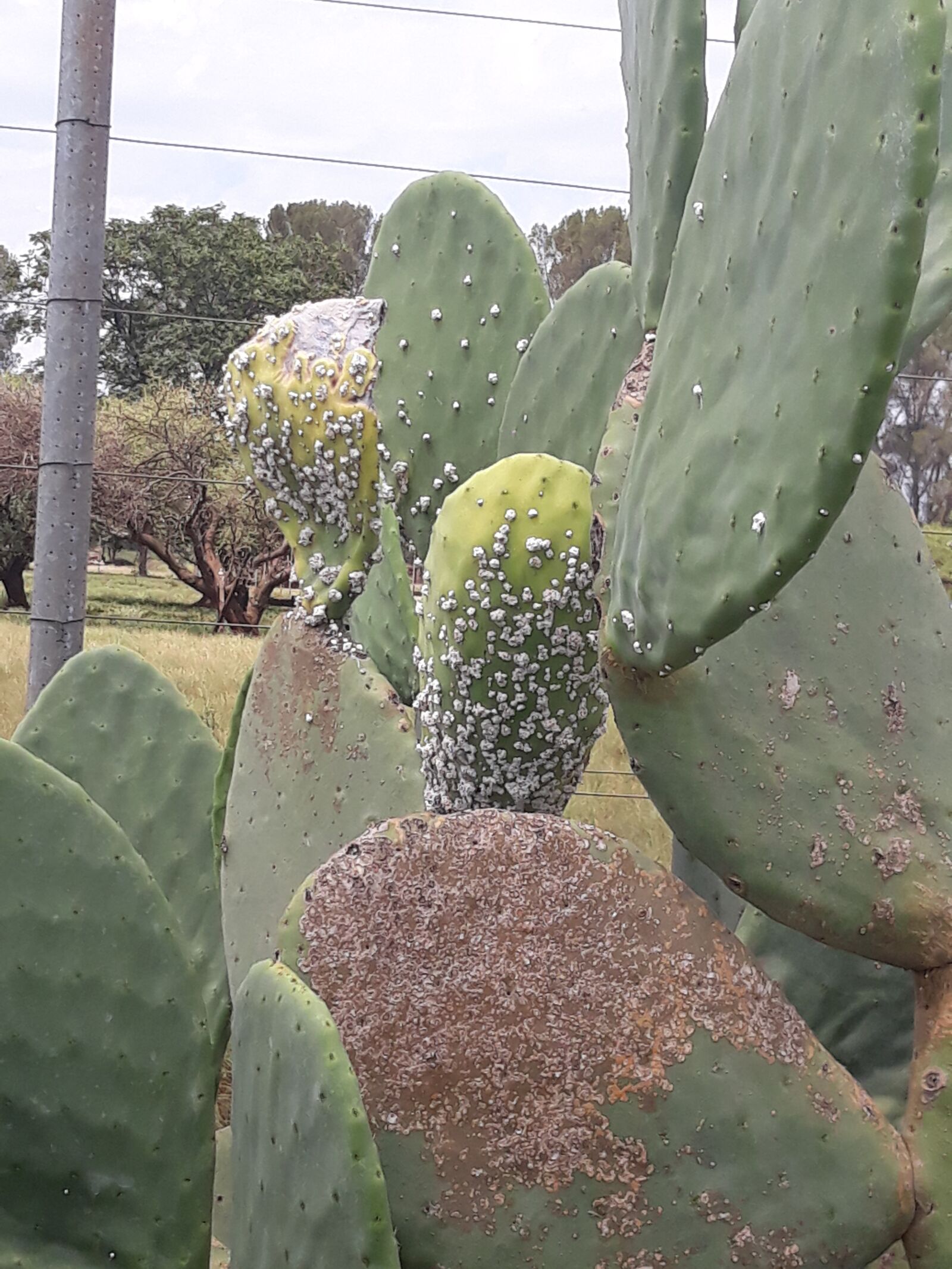 Samsung Galaxy J7 sample photo. Prickly pear, pest, cactus photography