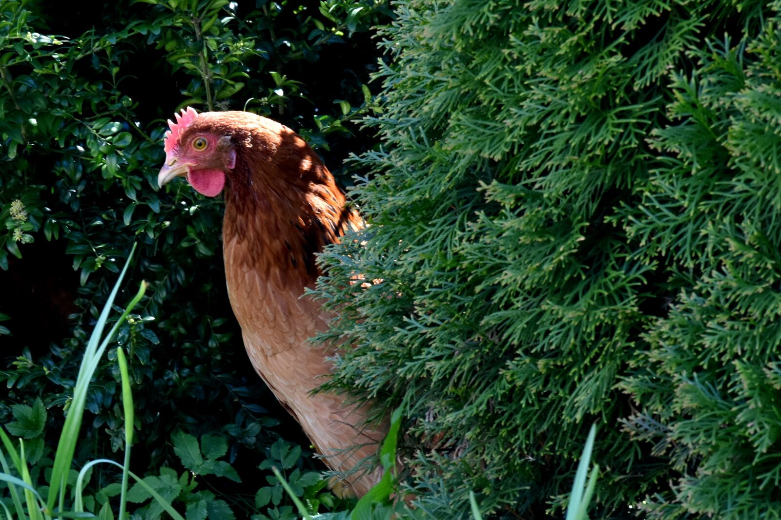 Nikon D7200 sample photo. The hen, chicken, village photography