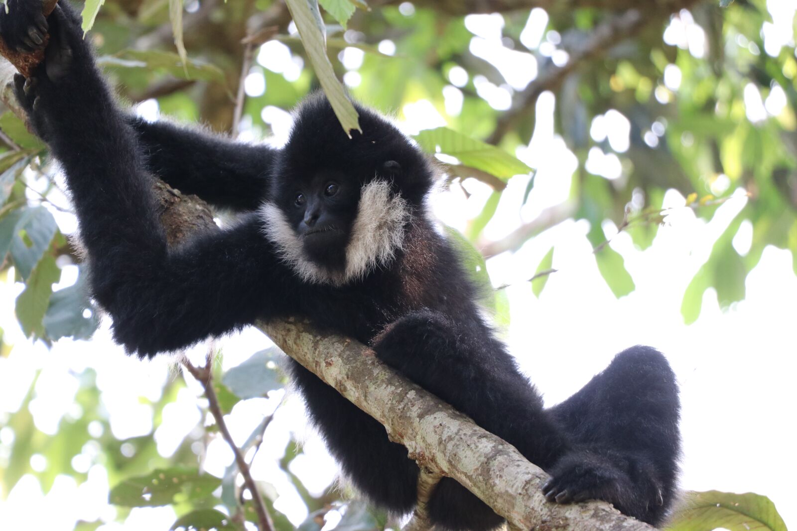 Canon EF-S 18-135mm F3.5-5.6 IS USM sample photo. Monkey, tropical, tourism photography