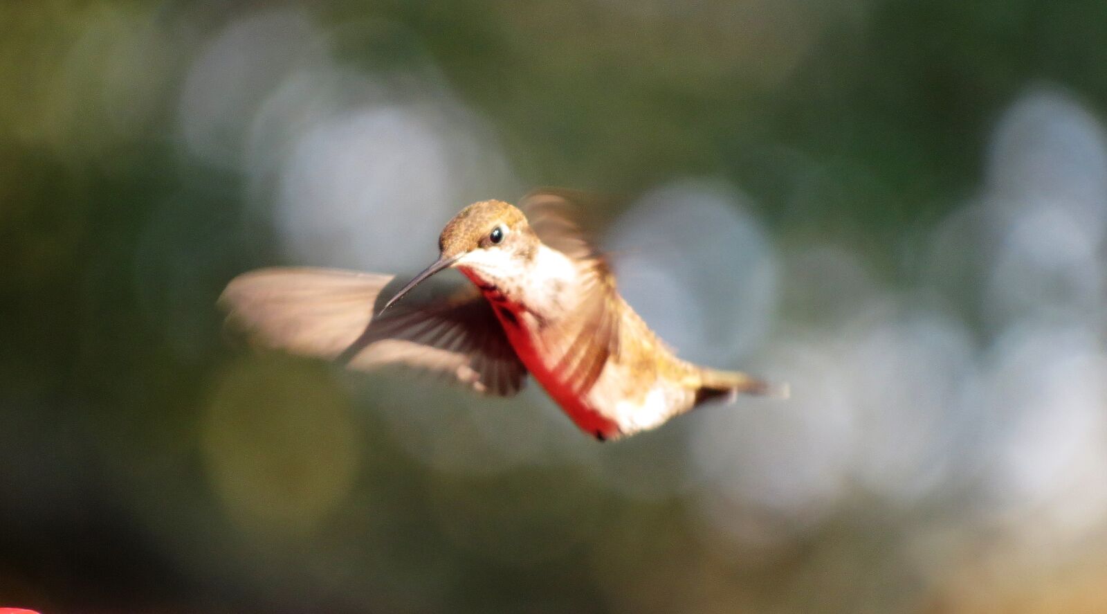 Canon PowerShot SX50 HS sample photo. Bird, in flight, humming photography