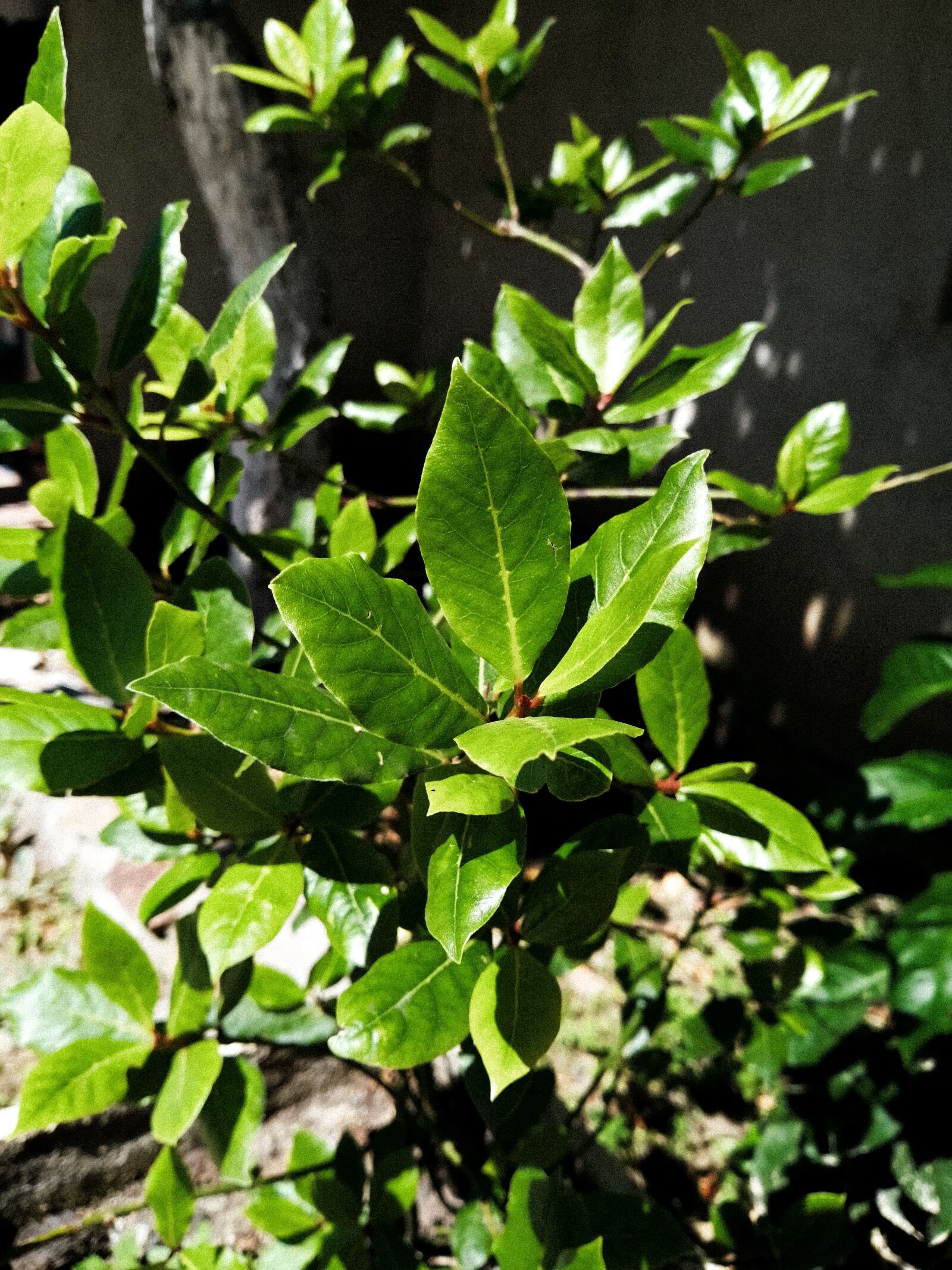 HUAWEI P30 LITE sample photo. Bay, leaves, nature photography