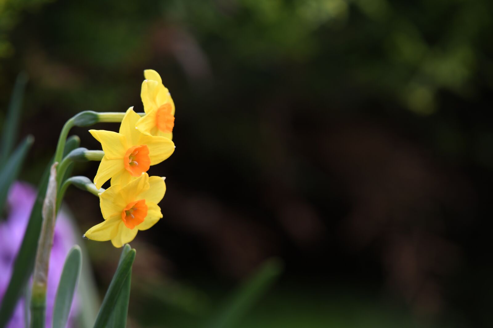 Nikon D850 sample photo. Flower, grass, nature photography