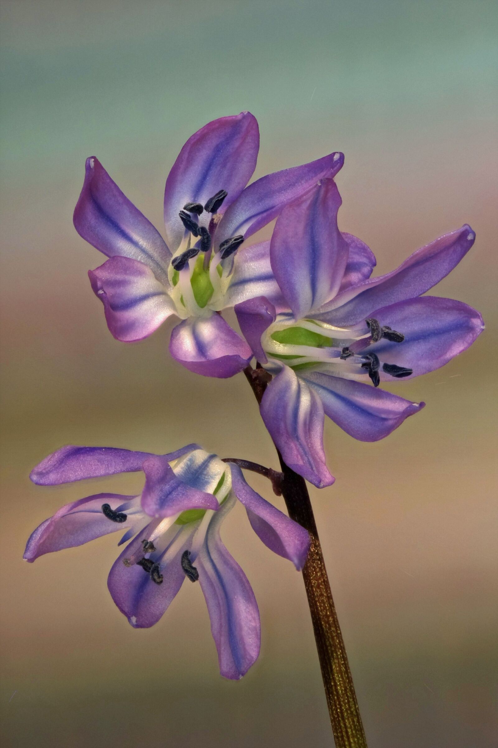 Canon EOS 40D sample photo. Scilla, flowers, blue photography