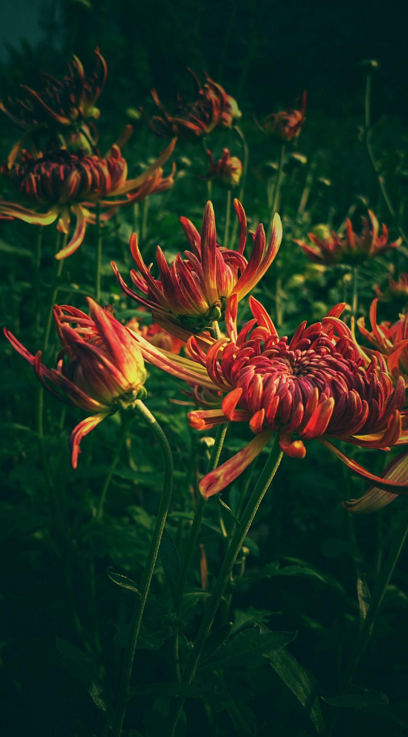 Sony Xperia Z3+ sample photo. Beautiful, beautiful, flowers, bloom photography