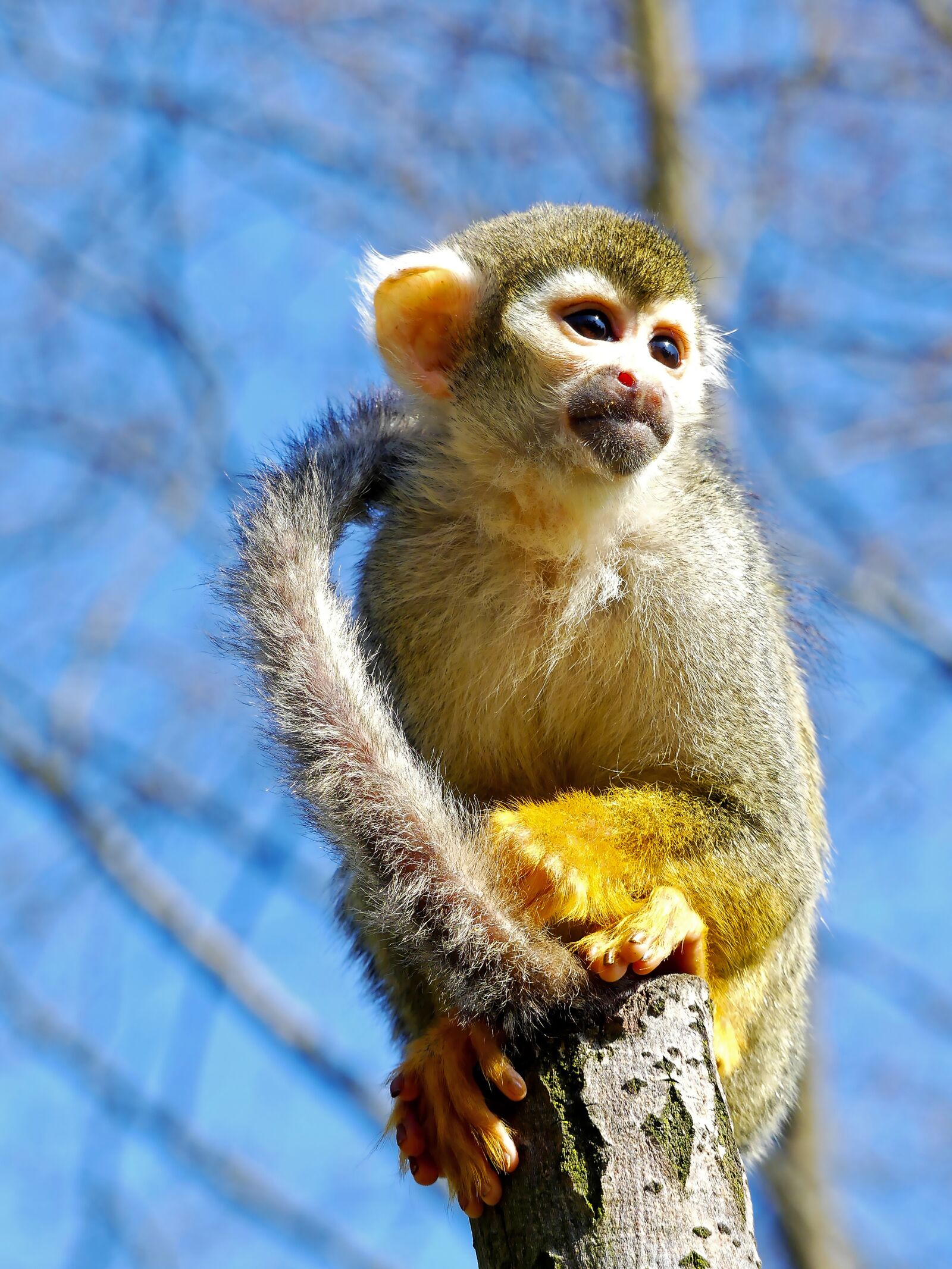 Panasonic Lumix DMC-FZ300 sample photo. Monkey, squirrel monkey, mammal photography