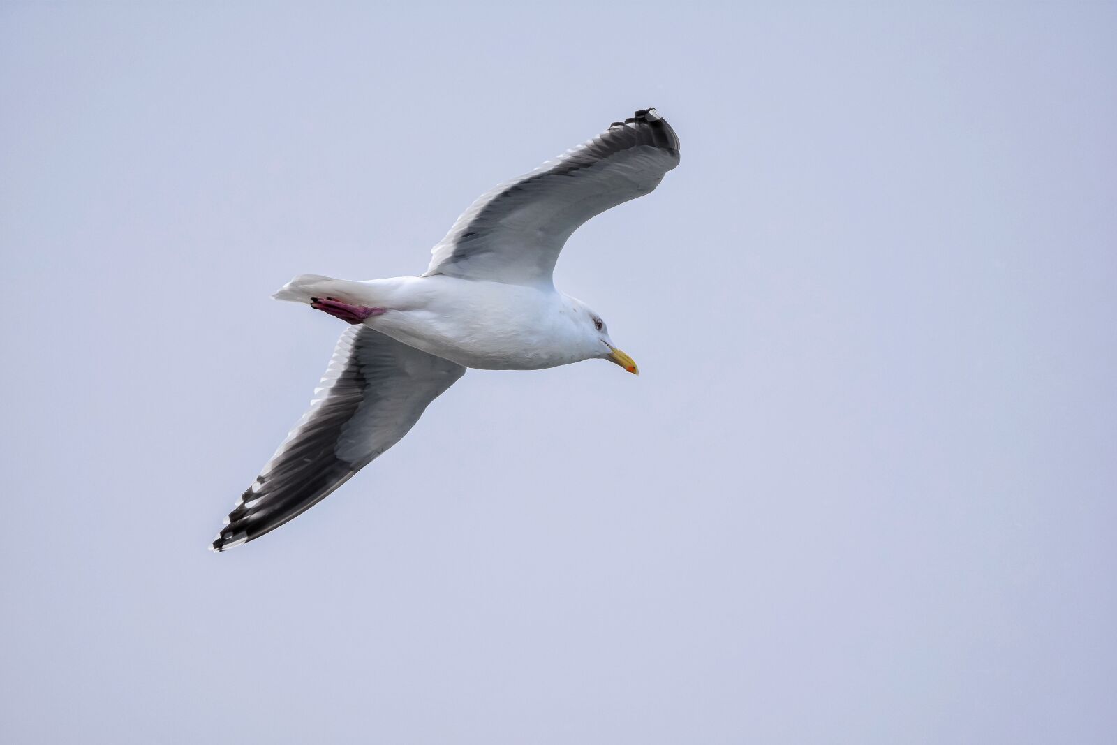 Nikon D7200 sample photo. Animal, sky, bird photography