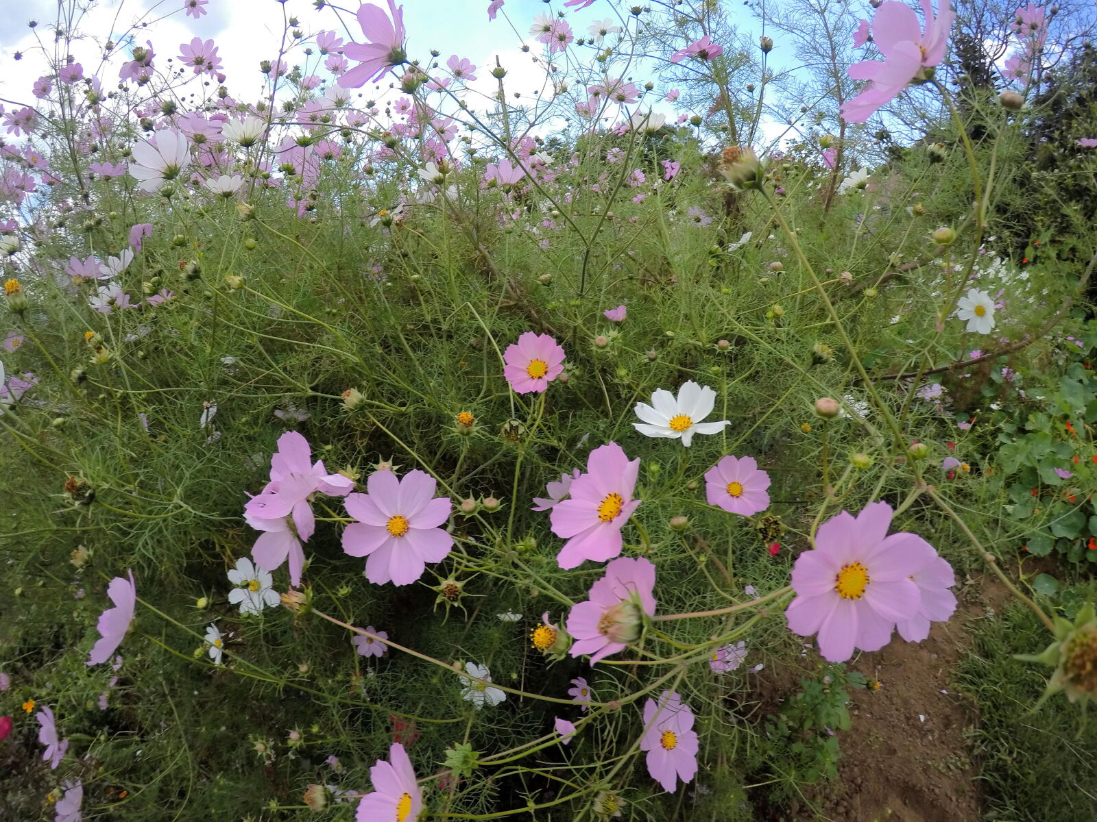 GoPro Hero5 Black sample photo. Flowers, kosmos, nature, pink photography