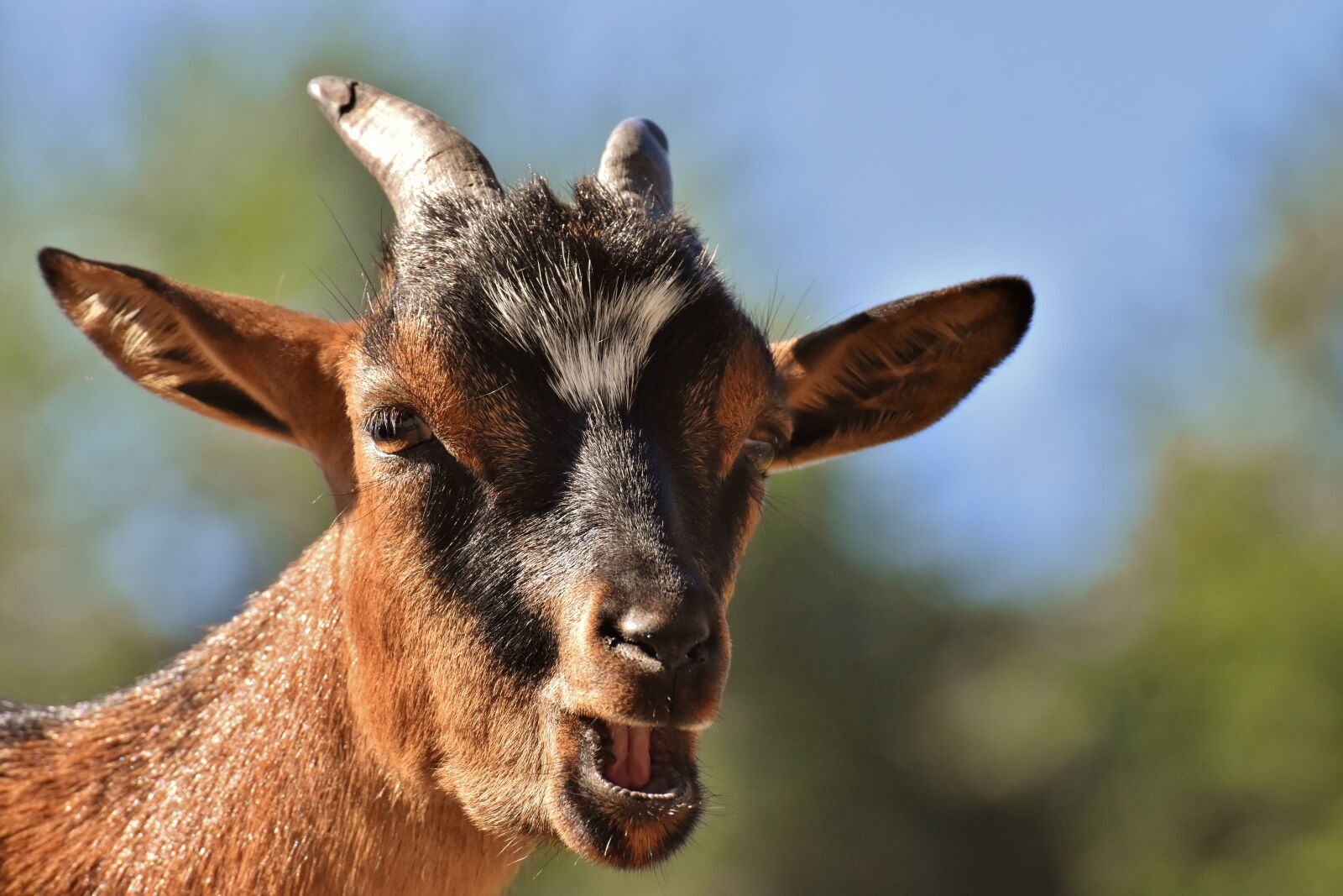 Nikon D7200 sample photo. Goat, animal, horns photography