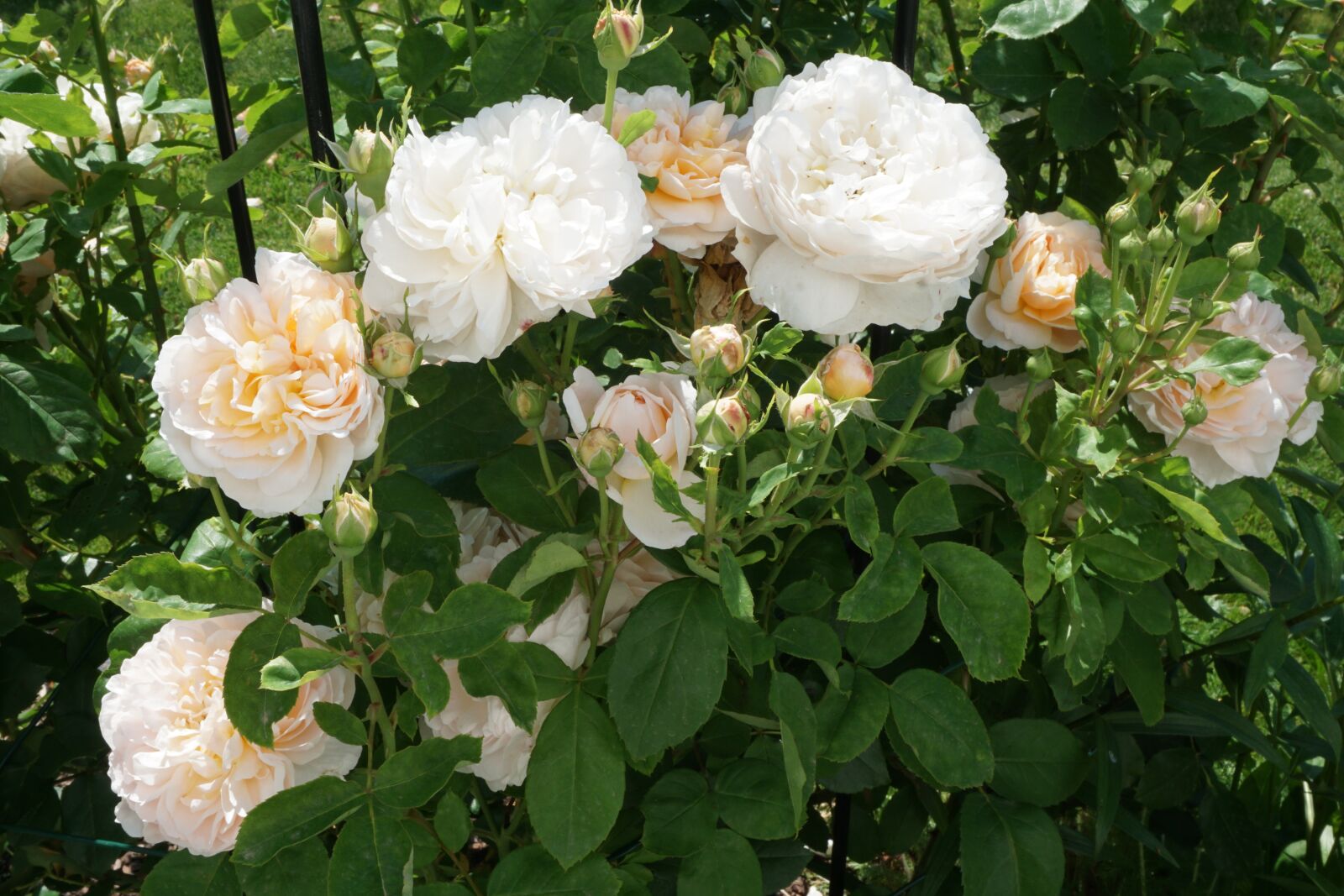 Sony a6000 sample photo. Garden, flowers, roses photography