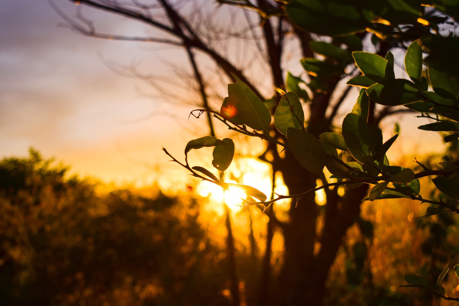 Nikon D3300 sample photo. Sunset, sun, leaves photography