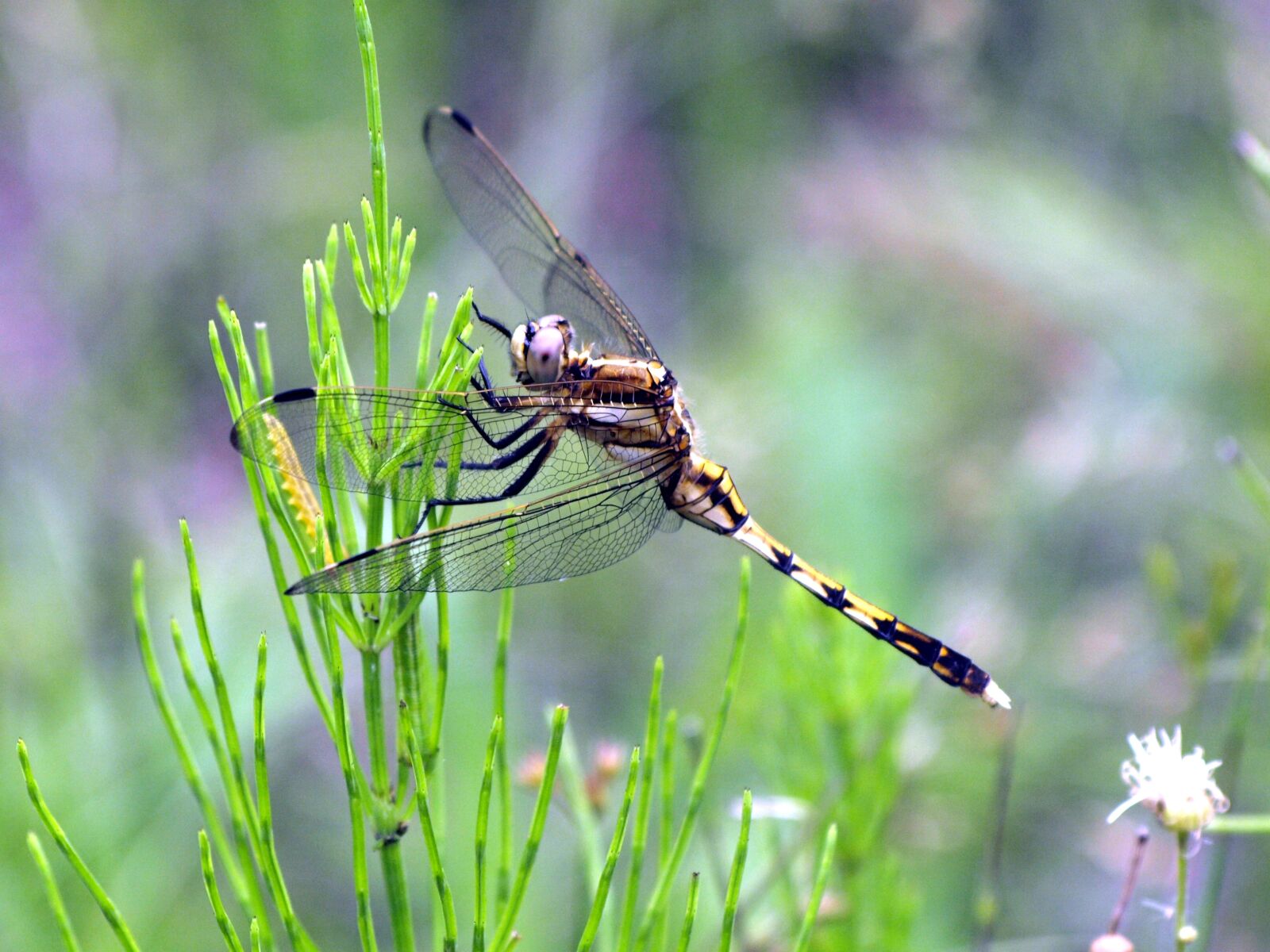 Olympus E-510 (EVOLT E-510) sample photo. Dragonfly, seasonal, summer photography