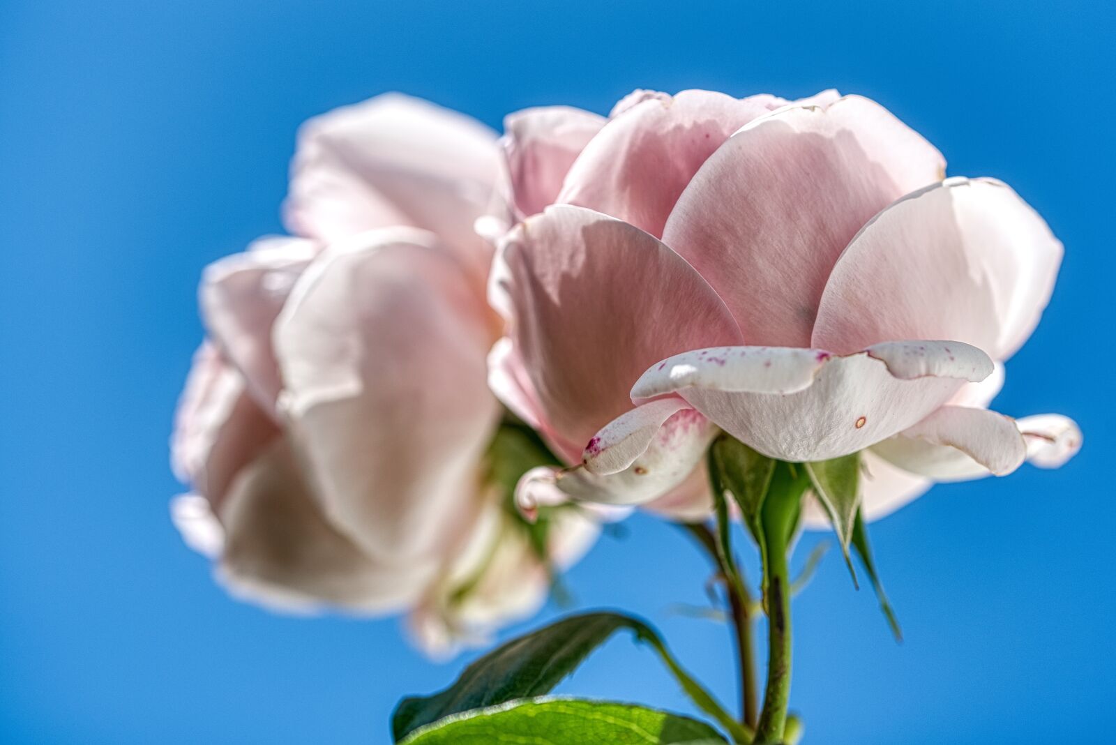 Nikon D750 sample photo. Roses, two, duo photography