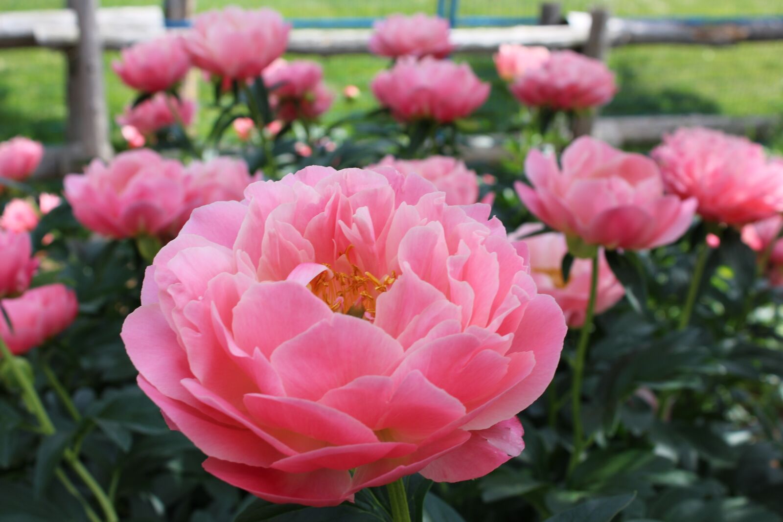 Canon EOS 1200D (EOS Rebel T5 / EOS Kiss X70 / EOS Hi) sample photo. Fleure, nature center, montr photography