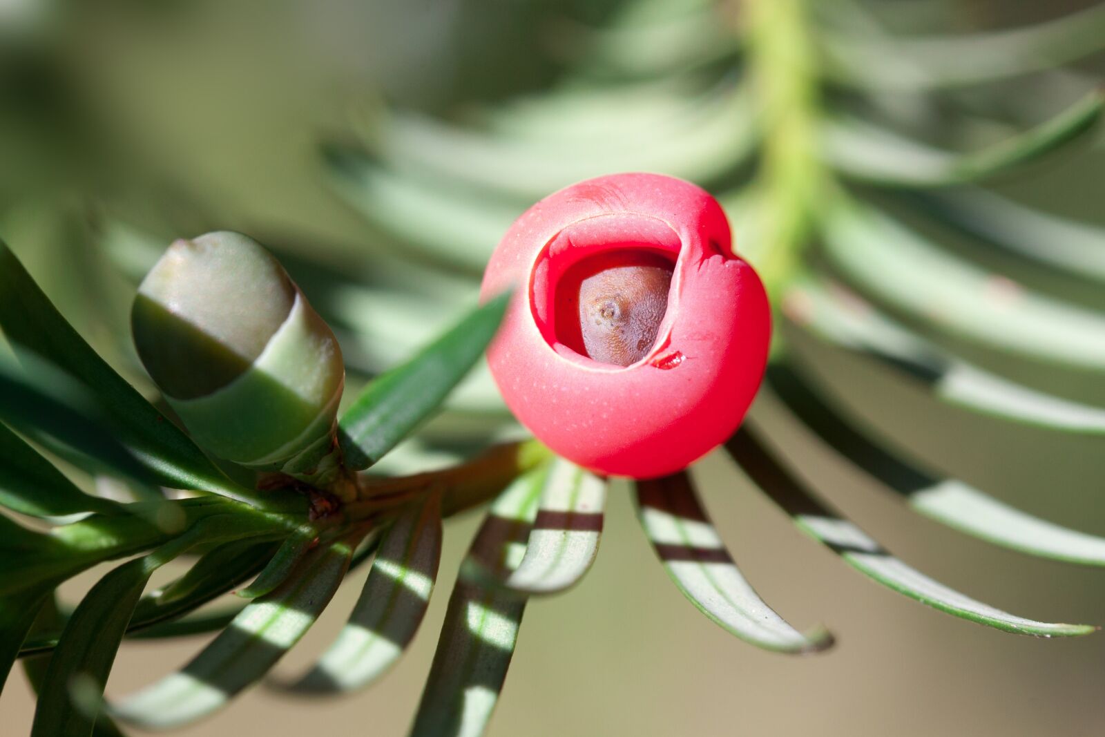 Canon EOS 50D sample photo. Yew, taxus, plant photography