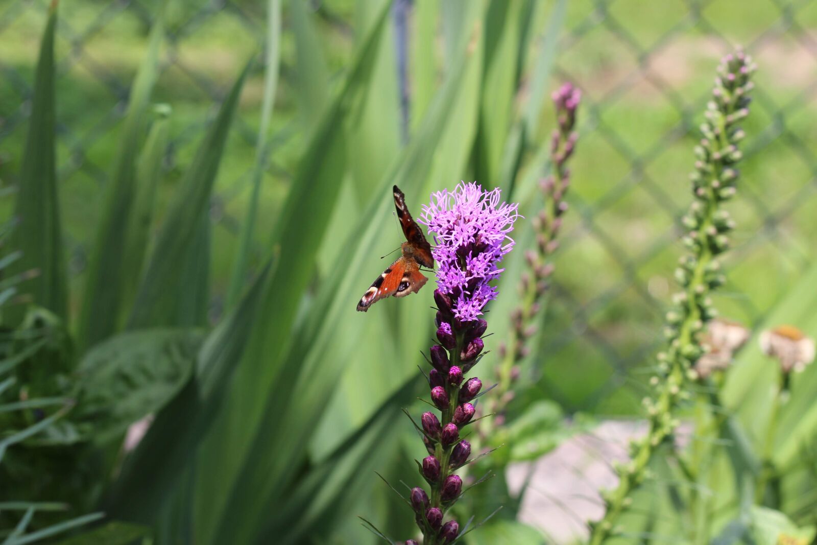 Canon EOS 700D (EOS Rebel T5i / EOS Kiss X7i) + Canon EF 50mm F1.8 STM sample photo. Butterfly, flower, garden photography