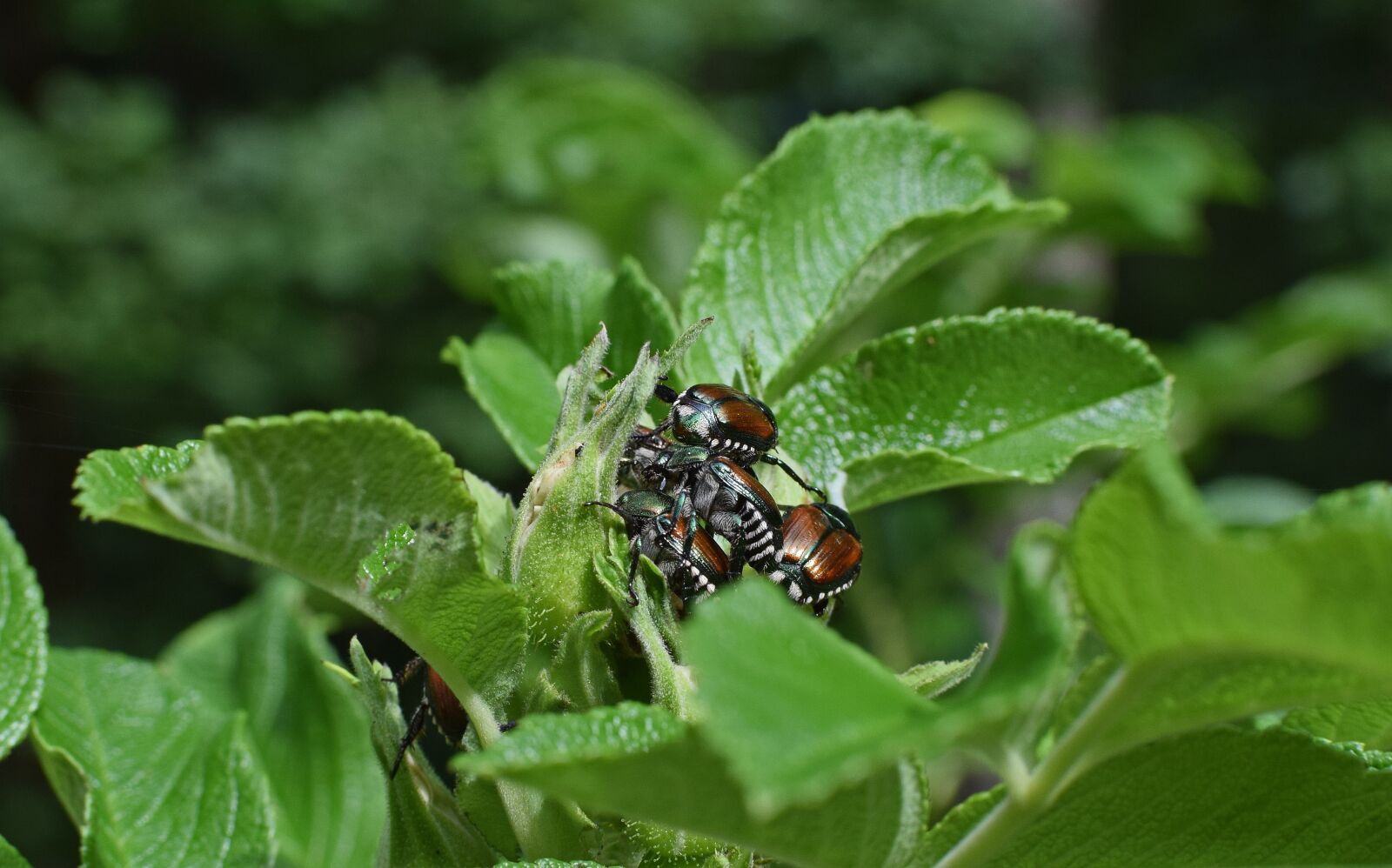 Nikon D3300 sample photo. June bugs on rosebuds photography