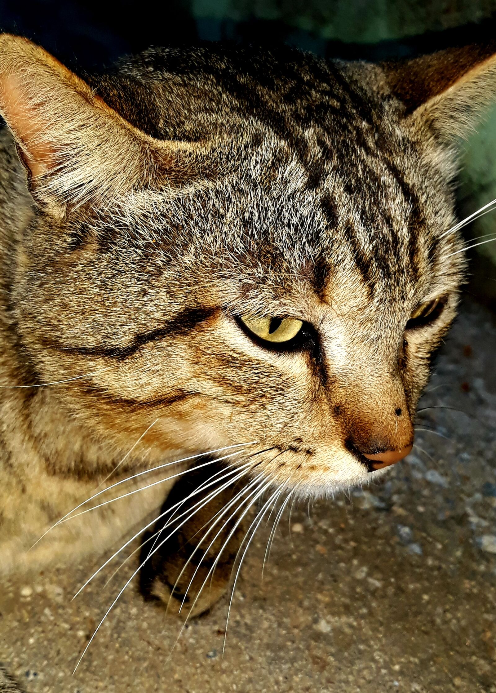 Samsung Galaxy J7 Pro sample photo. Cat, feline, animal photography