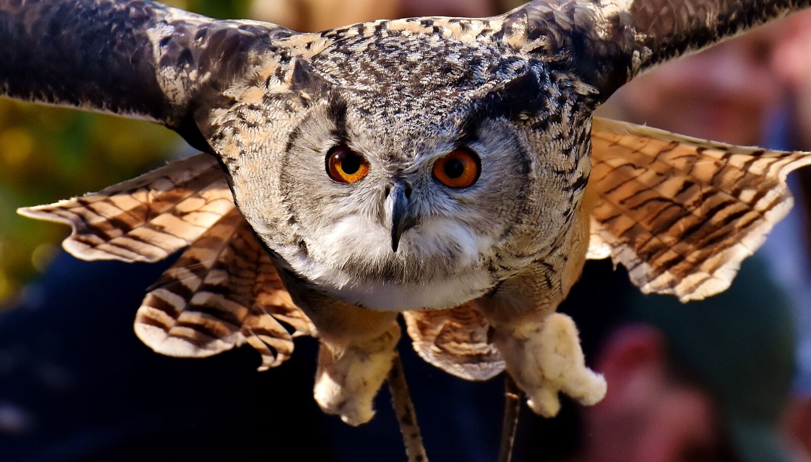 Nikon D7200 sample photo. Owl, raptor, bird photography