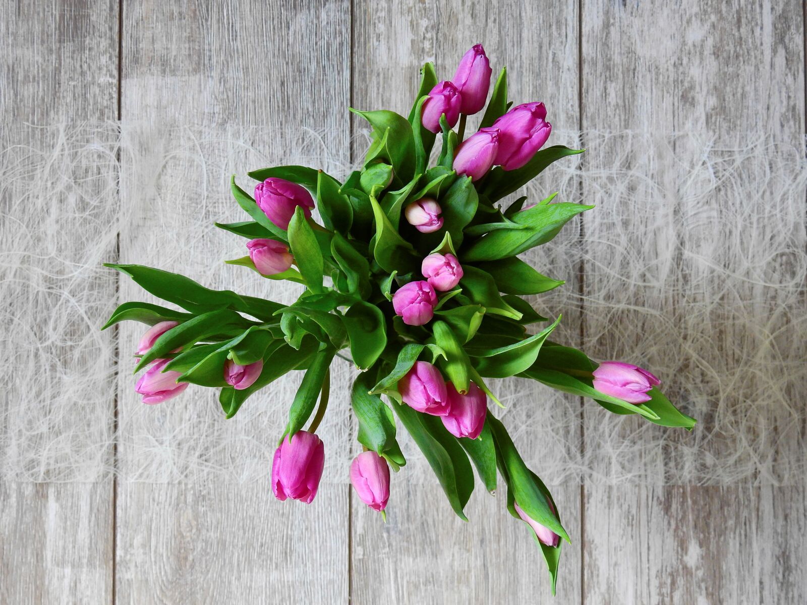 Nikon Coolpix P900 sample photo. Flower, tulips, blossom photography
