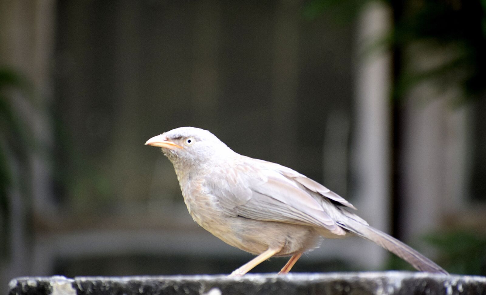 Nikon D3300 sample photo. Bird, sitting, nature photography
