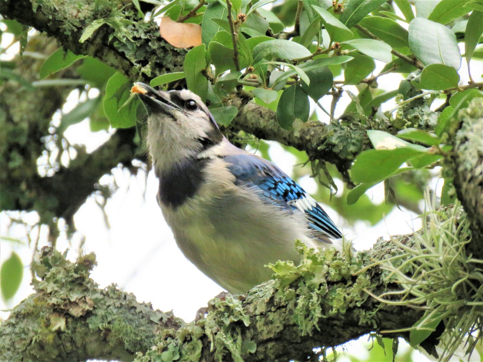 Canon PowerShot SX60 HS sample photo. Bird, blue jay, blue photography