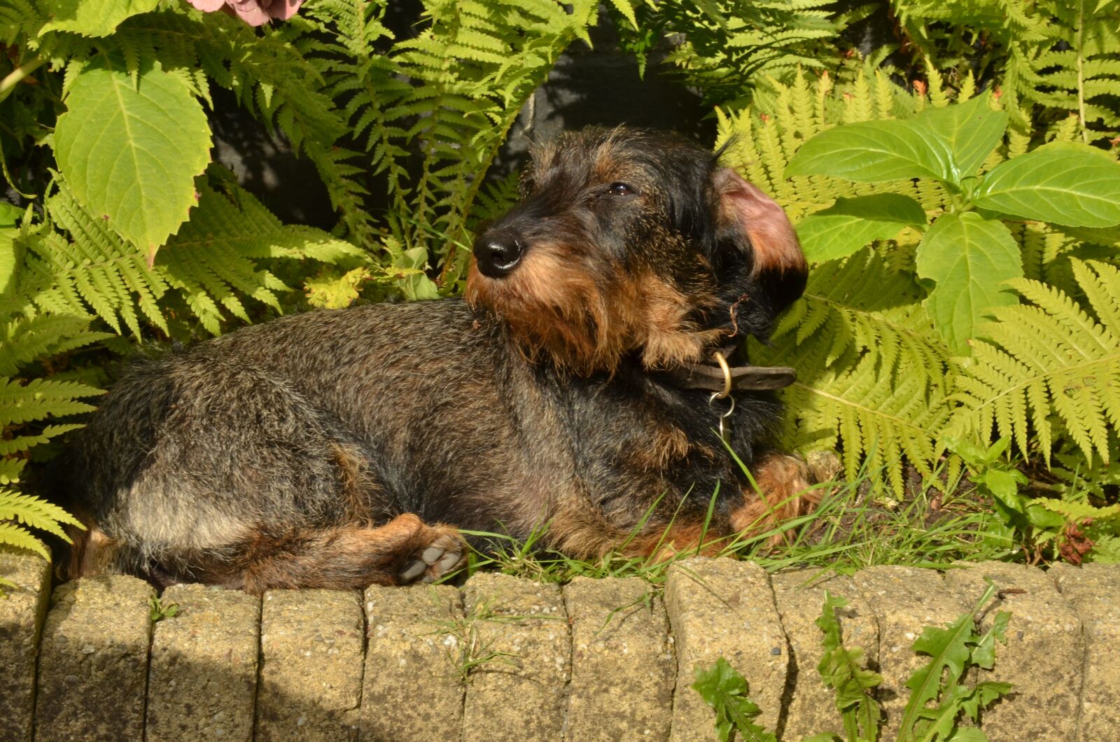 Nikon D7000 sample photo. Dog, dachshund, pet photography