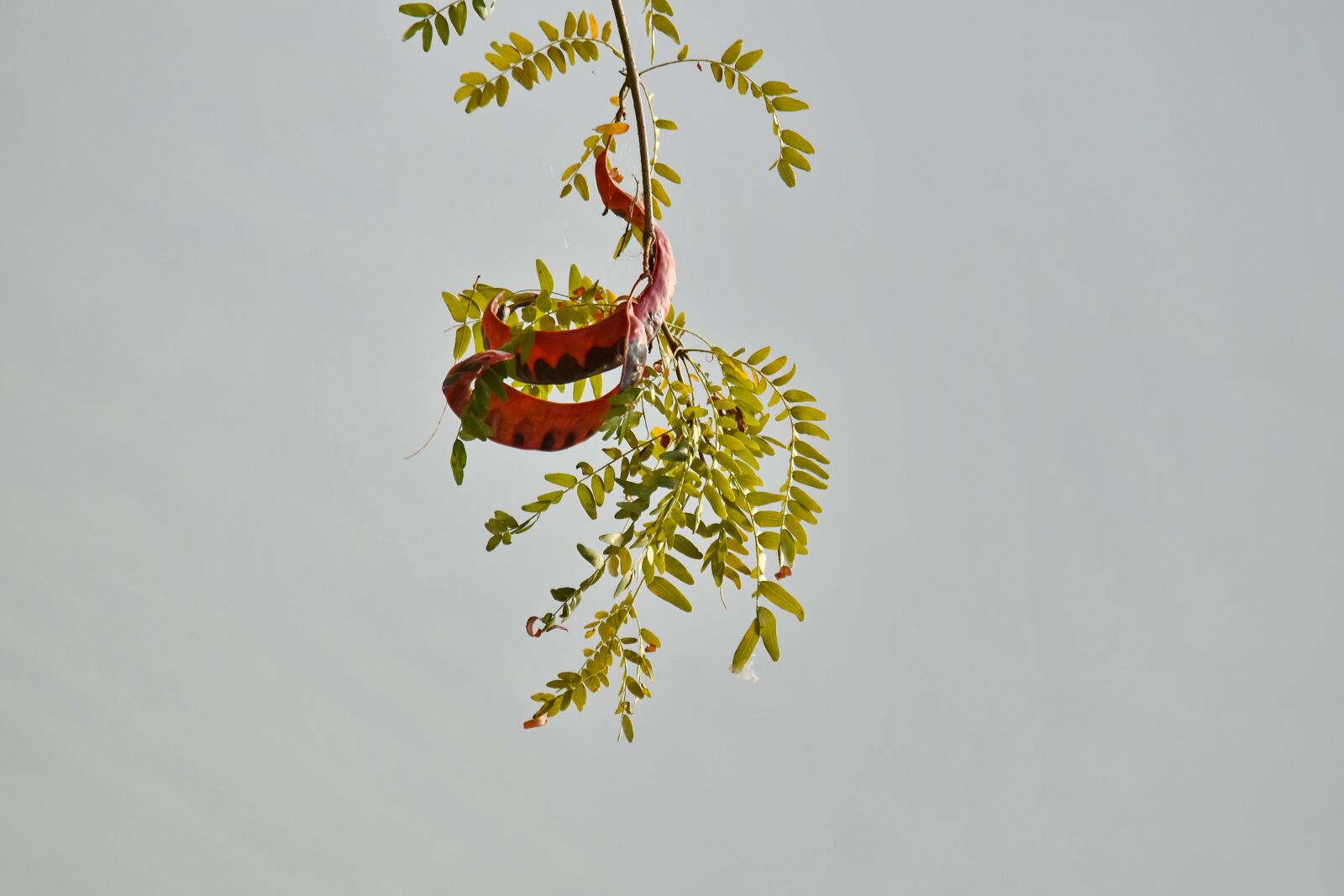 Nikon D5500 sample photo. Branches, green leaves, hanging photography