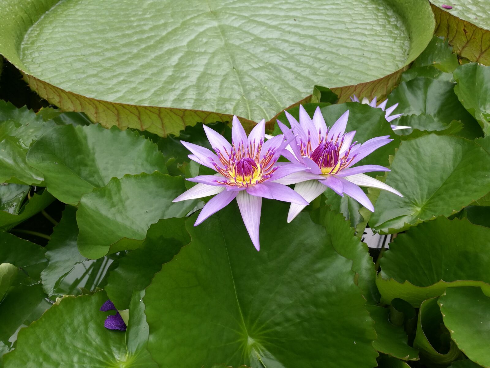 HUAWEI Honor 8 sample photo. Aquatic plant, blossom, bloom photography