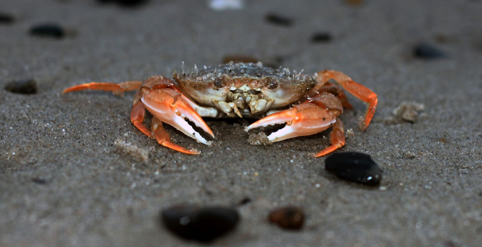 Canon EOS 550D (EOS Rebel T2i / EOS Kiss X4) sample photo. Crab, beach, north sea photography