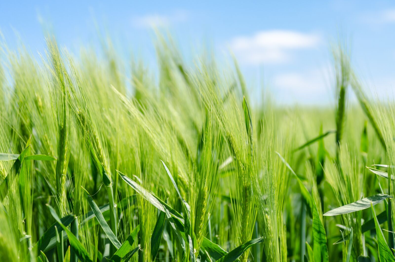 Nikon D7000 sample photo. Field, wheat, cereal photography