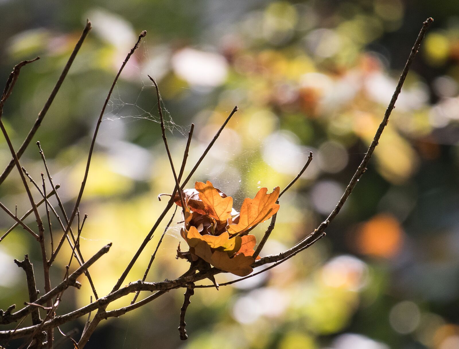 Canon EF-S 55-250mm F4-5.6 IS STM sample photo. Autumn, oak leaves, brown photography