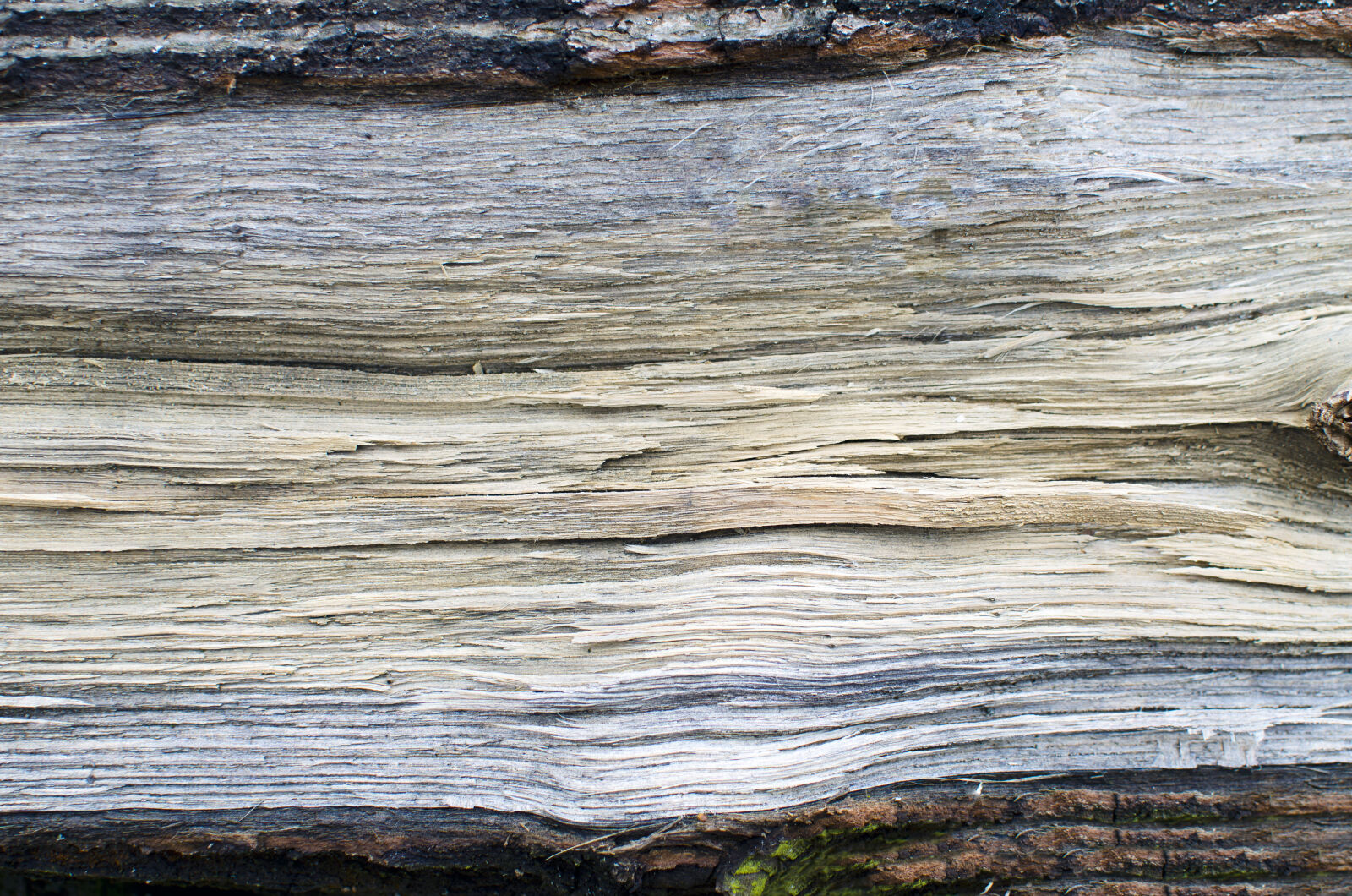 Nikon D5100 + Nikon AF-S DX Nikkor 35mm F1.8G sample photo. Abstract, background, bark, detail photography