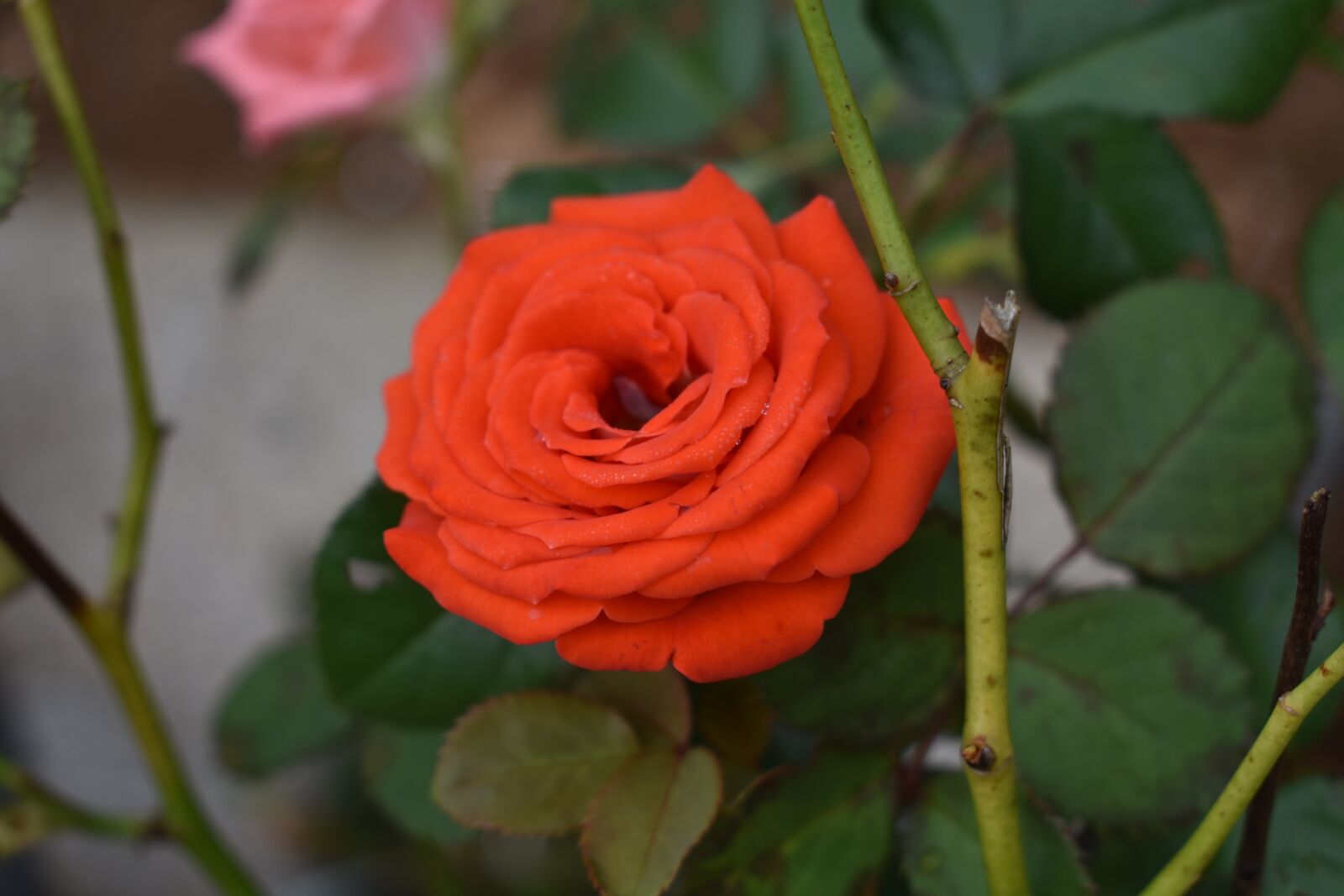 Nikon D3400 sample photo. Rose, flower, nature photography