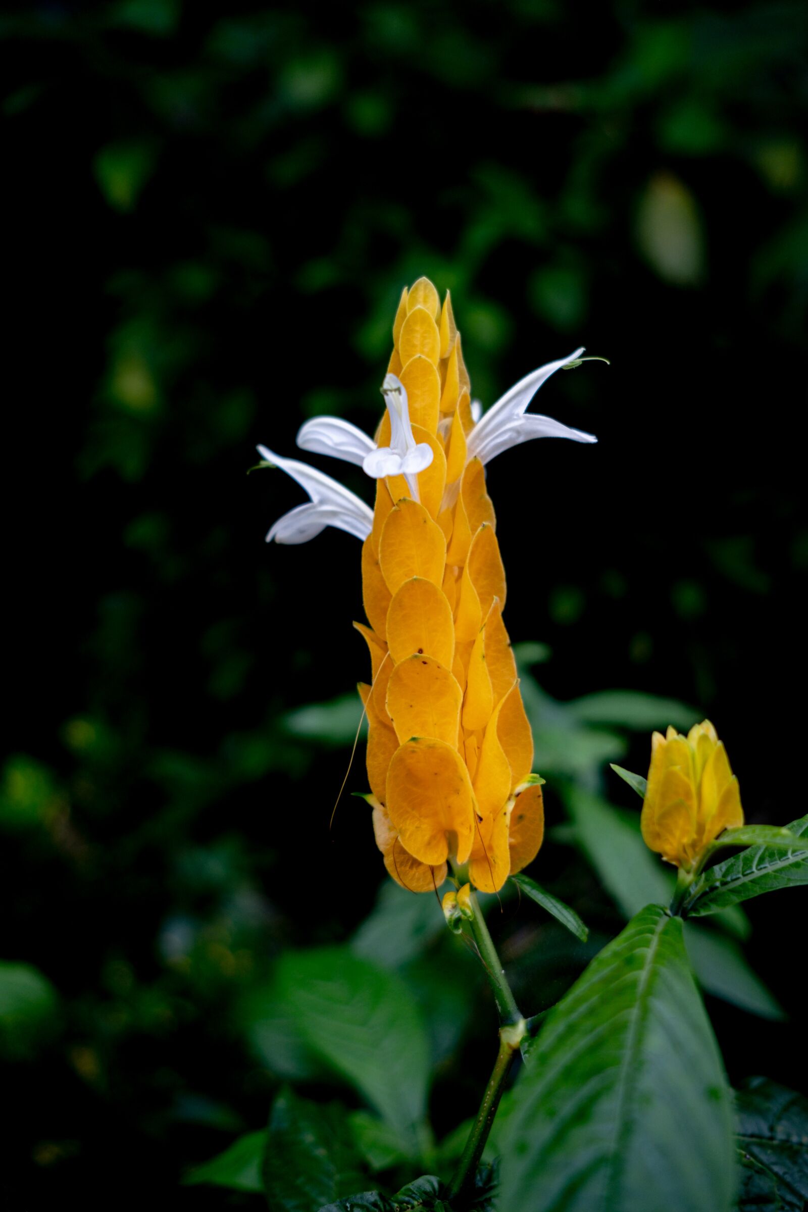 Fujifilm X-T2 sample photo. Candle bush, yellow, flower photography