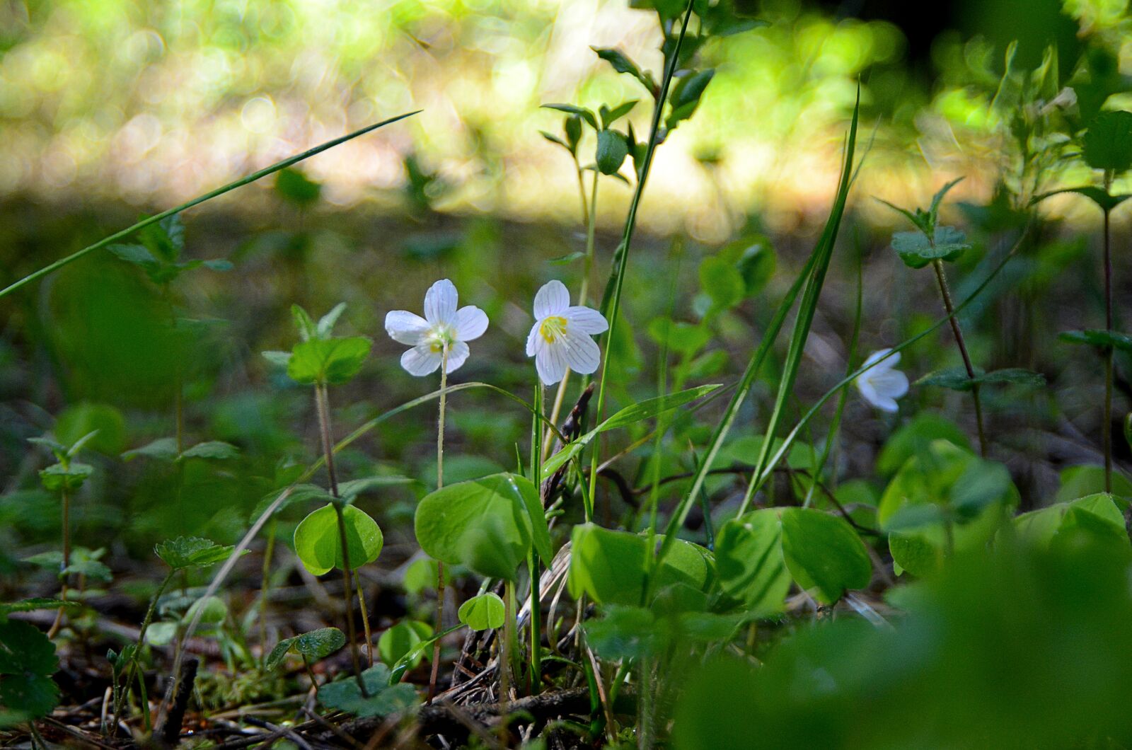 Nikon D7000 sample photo. Bloom, wild strawberry, spring photography