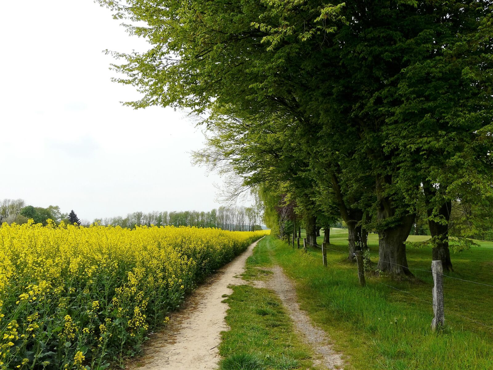 Panasonic DMC-FZ18 sample photo. Yellow field, trees, landscape photography