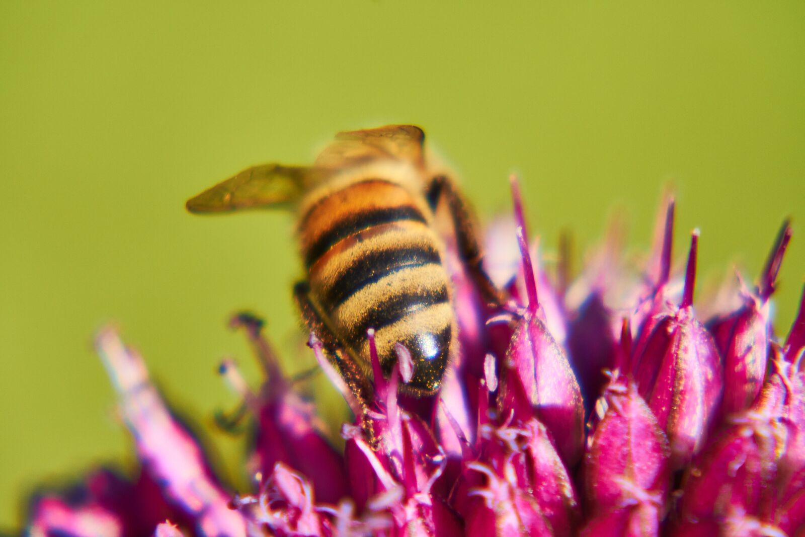 Sony E 55-210mm F4.5-6.3 OSS sample photo. Bee, wasp, insect photography