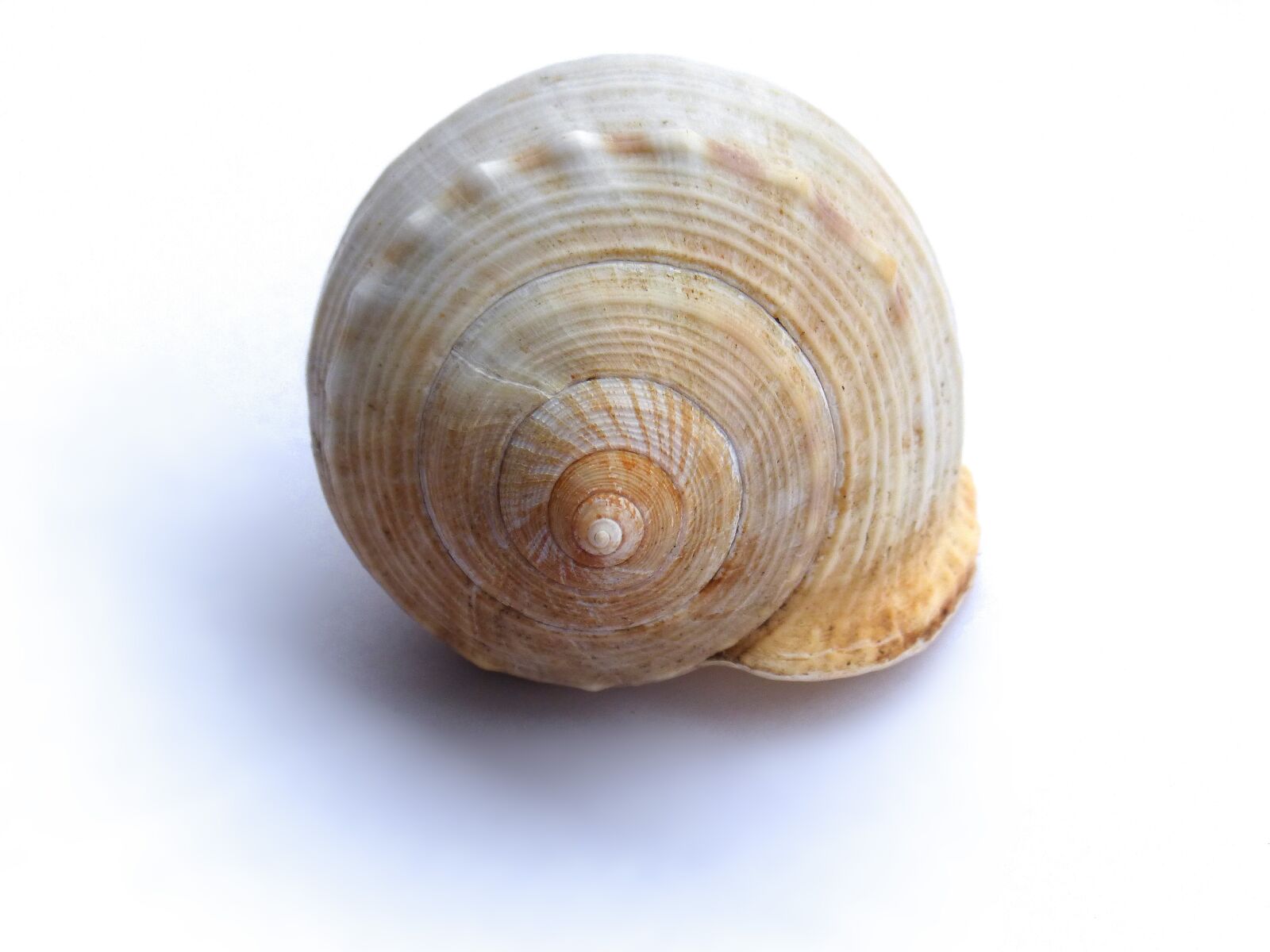 Panasonic DMC-FZ62 sample photo. Exoskeleton, spiral, snail photography