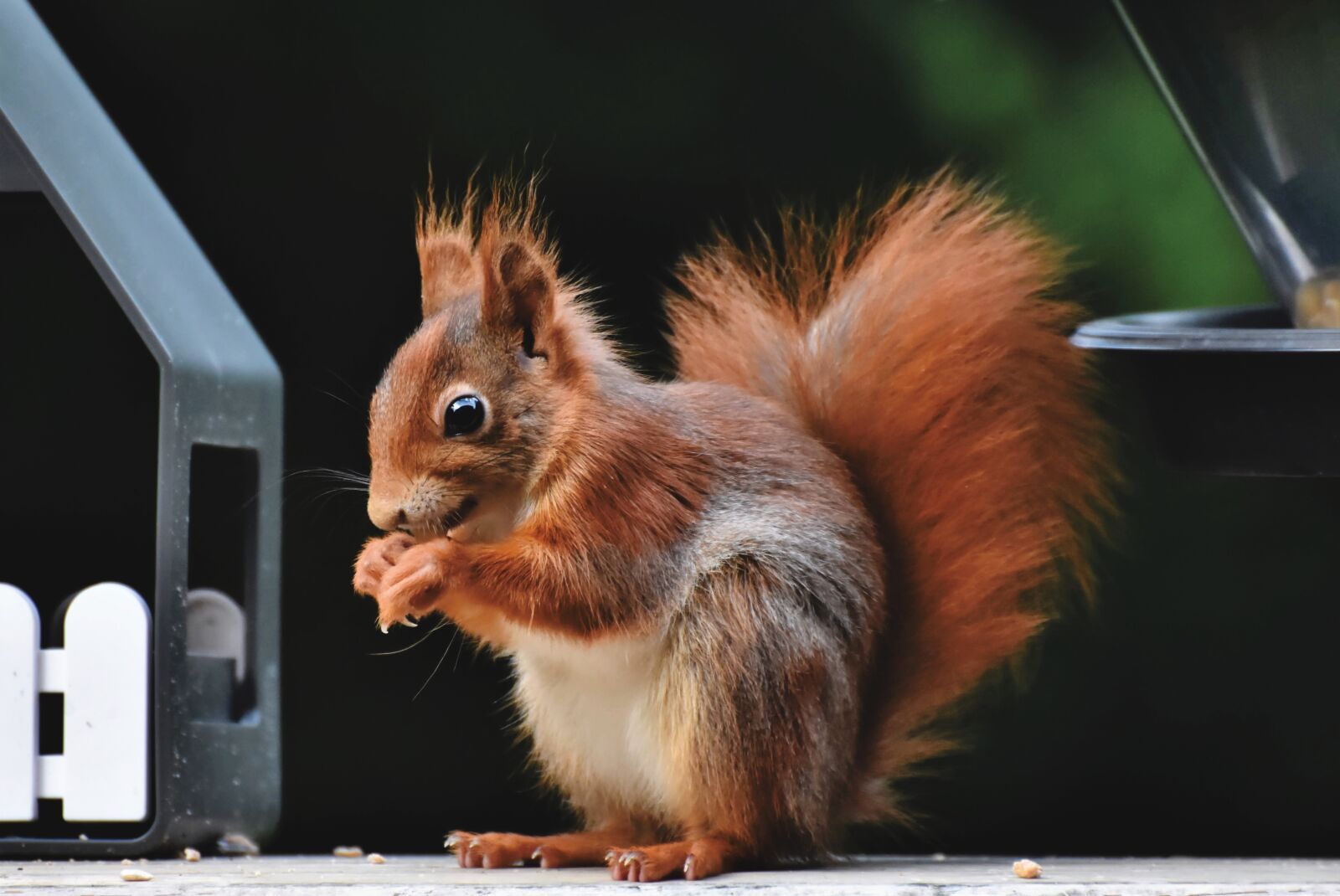 Nikon D7200 sample photo. Squirrel, verifiable kitten, rodent photography