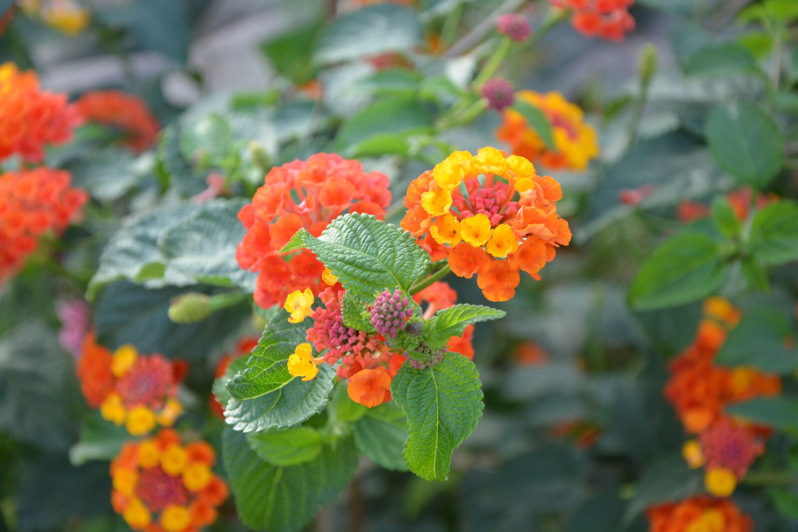 Nikon D5200 sample photo. Flowers, orange yellow, green photography