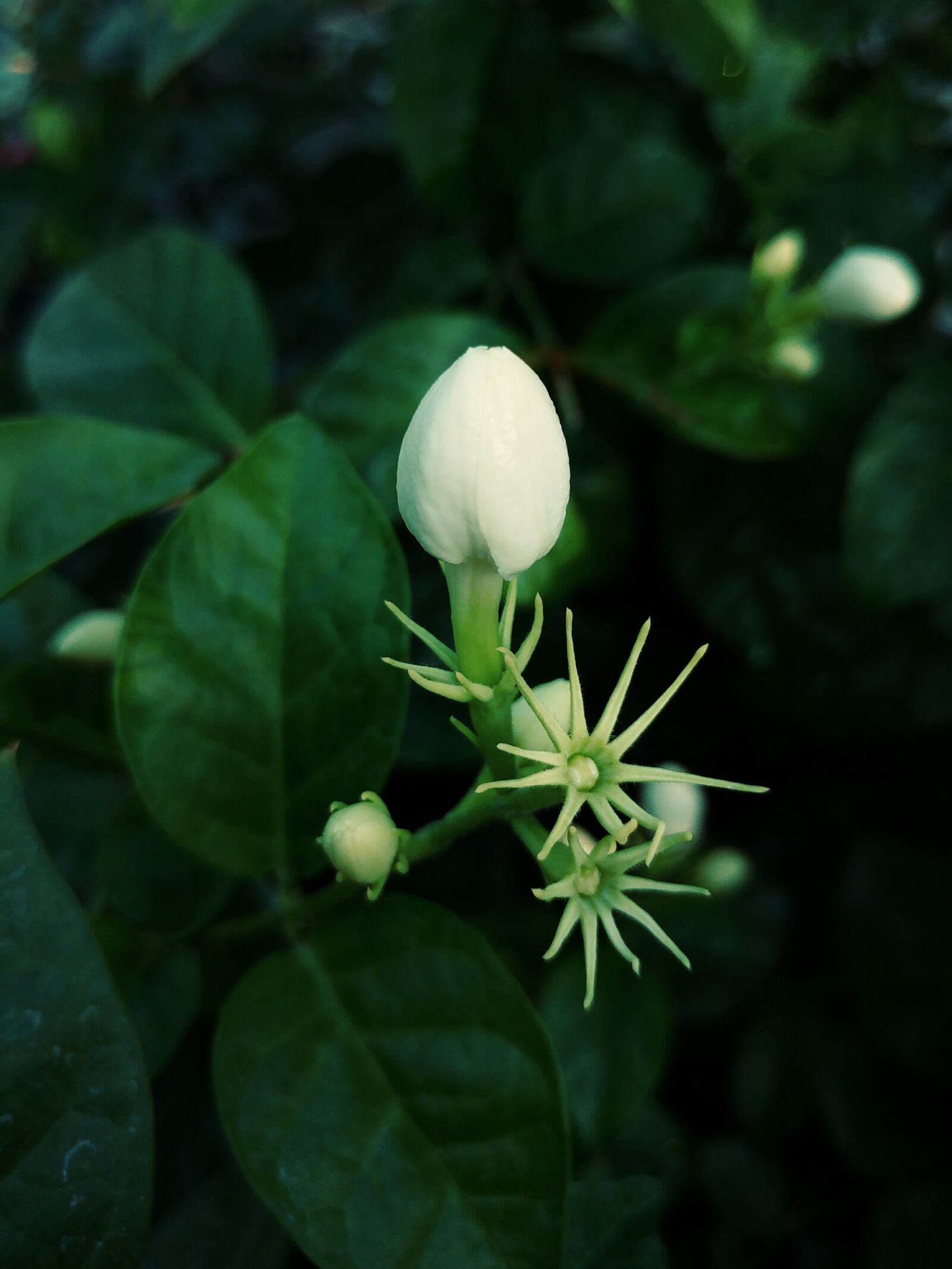 LG G5 sample photo. Indonesia, jasmine, white flower photography